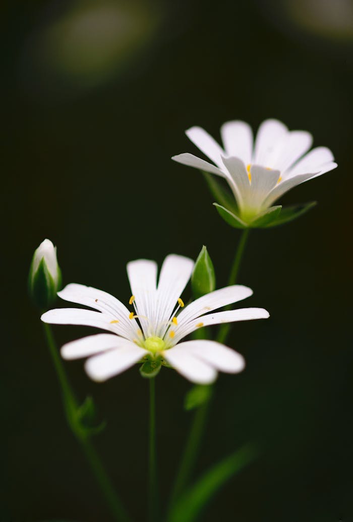 Beautiful white flowers in vibrant bloom, captured with a macro lens in a serene garden setting.
